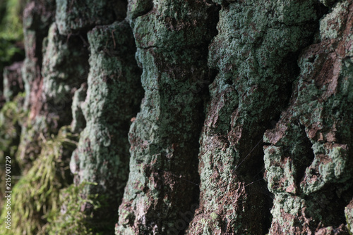 moss and lichen on oak bark macro