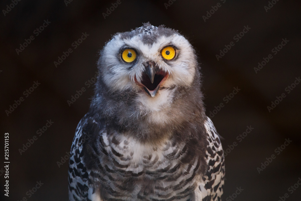 Fototapeta premium Micrathene whitneyi, the owl owl or dwarf owl with his mouth open while screaming. 