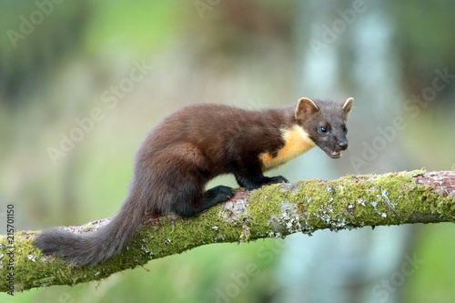 Obraz na płótnie Pine Marten