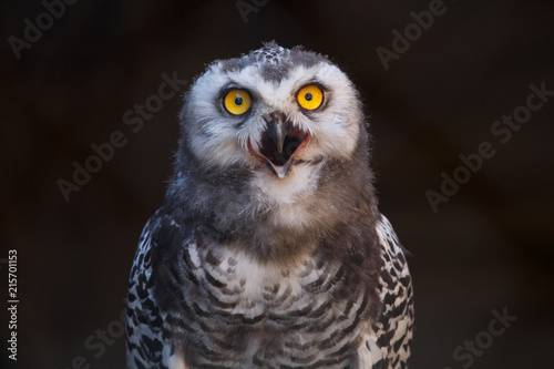 Micrathene whitneyi, the owl owl or dwarf owl with his mouth open while screaming. 
