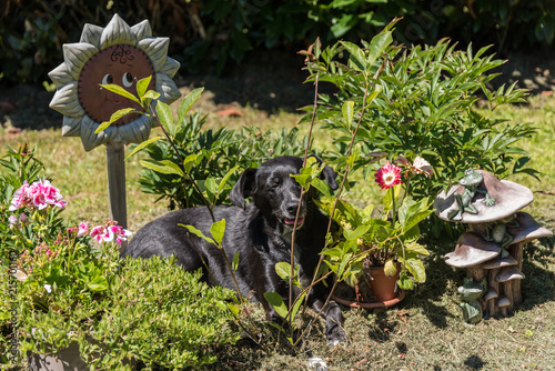 Hund liegt in praller Sonne photo