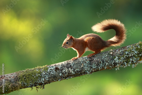 Red Squirrel on Branch