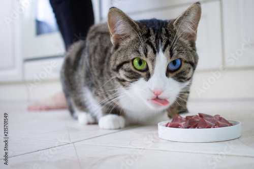 Cat with multicolored blue green eyes leaks lips eating meat