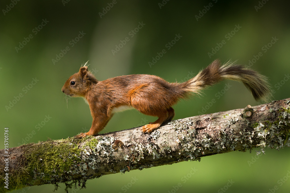 Obraz premium Red Squirrel on Branch