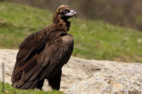 Black vulture. Aegypius monachus photo