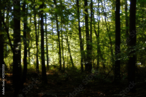 Fototapeta Naklejka Na Ścianę i Meble -  Światło w lesie