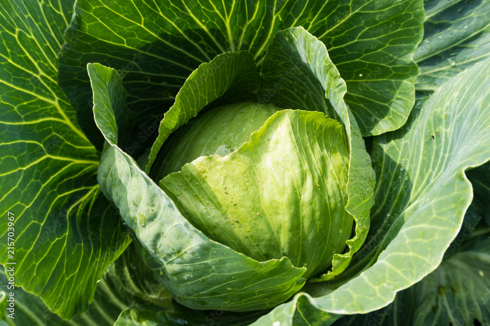 Fototapeta premium green vegetables in the garden