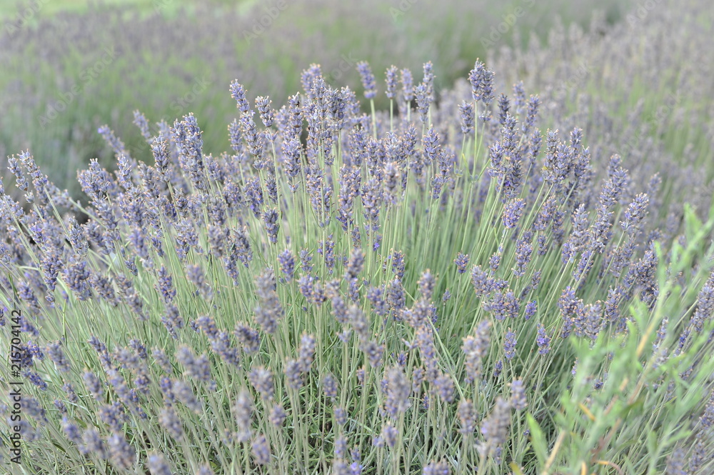 Obraz premium Lavender Fields