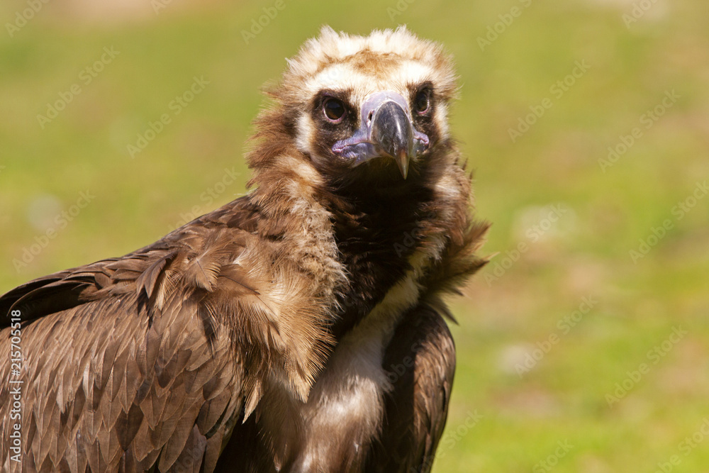 Black vulture. Aegypius monachus Black vulture. Aegypius monachus