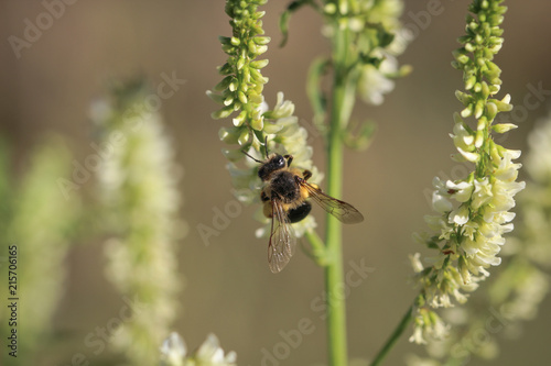 Biene, Hummel auf Blüte  © boedefeld1969