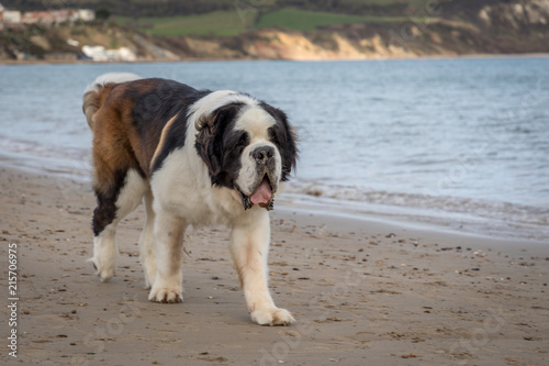 Wonderful large St Bernard on the beach © Donna White
