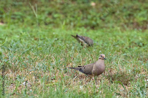 two doves in a grassy field © estevan