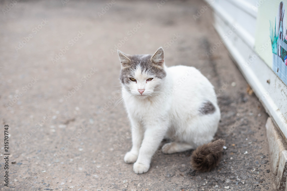 street cat