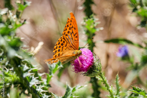 Schmetterling, Falter auf einer Pflanze 