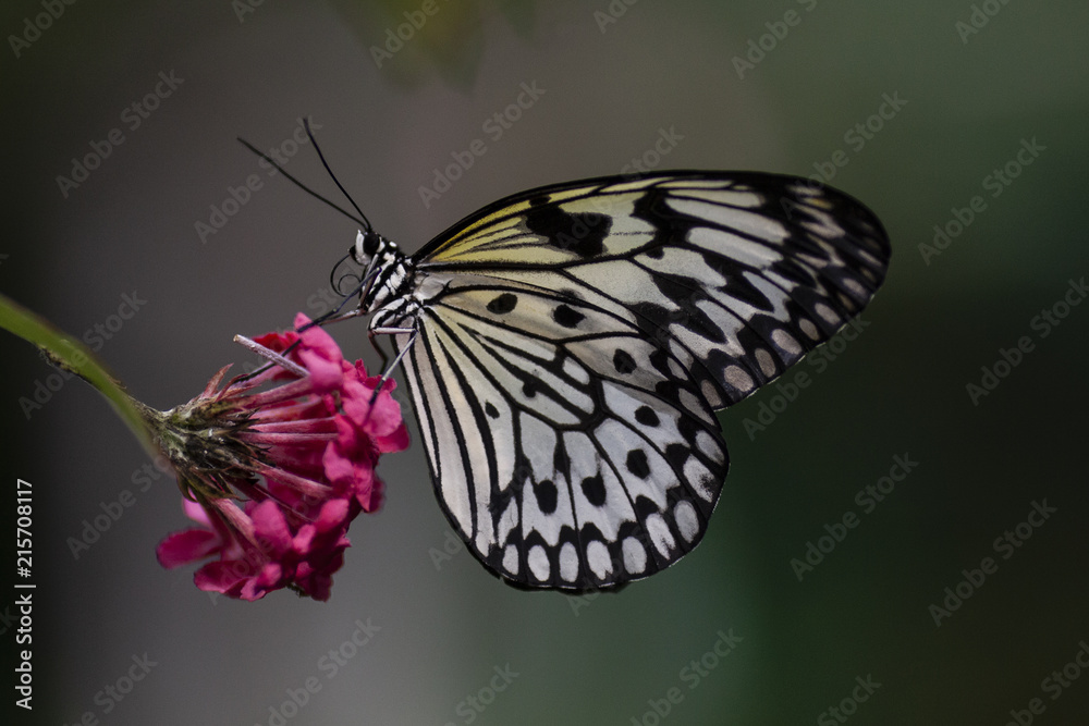 Fototapeta premium butterfly feeding