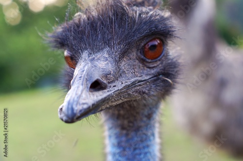 Emu Portrait Closeup