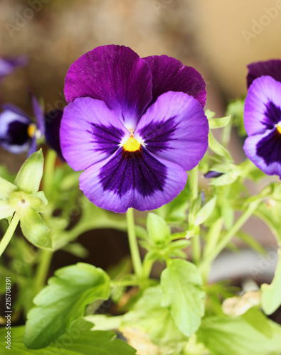 Colorful blossoming viola from close-up. 