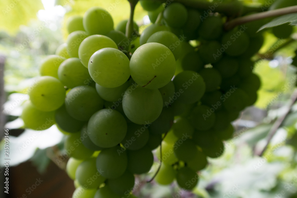 green grapes on a branch