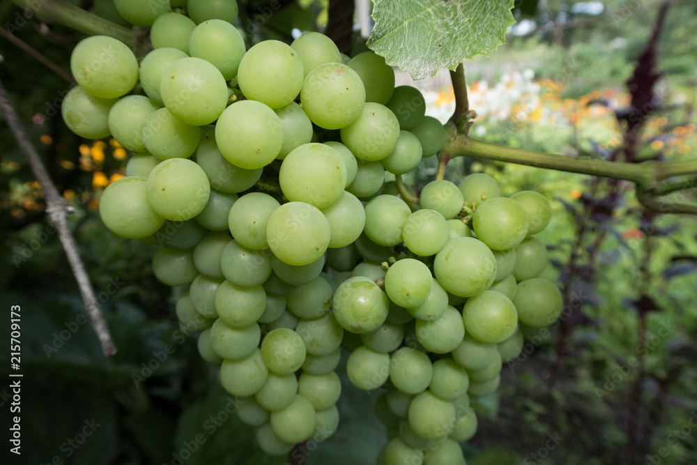  Bright green grapes on a branch