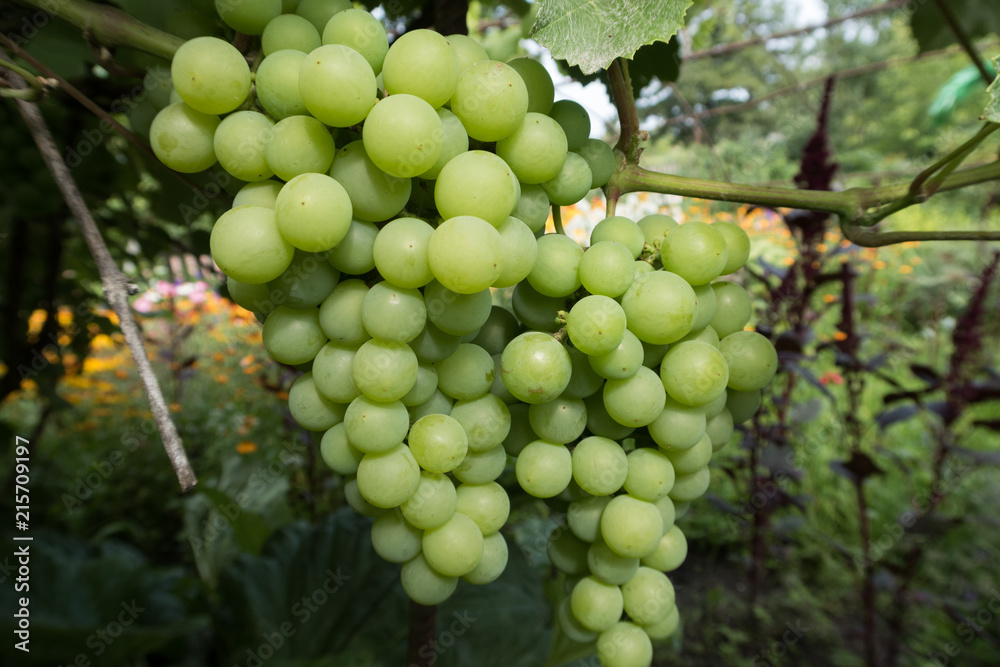  Bright green grapes on a branch