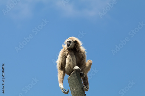 White handed gibbon 6