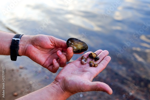 Several small shells on the palm of the water background