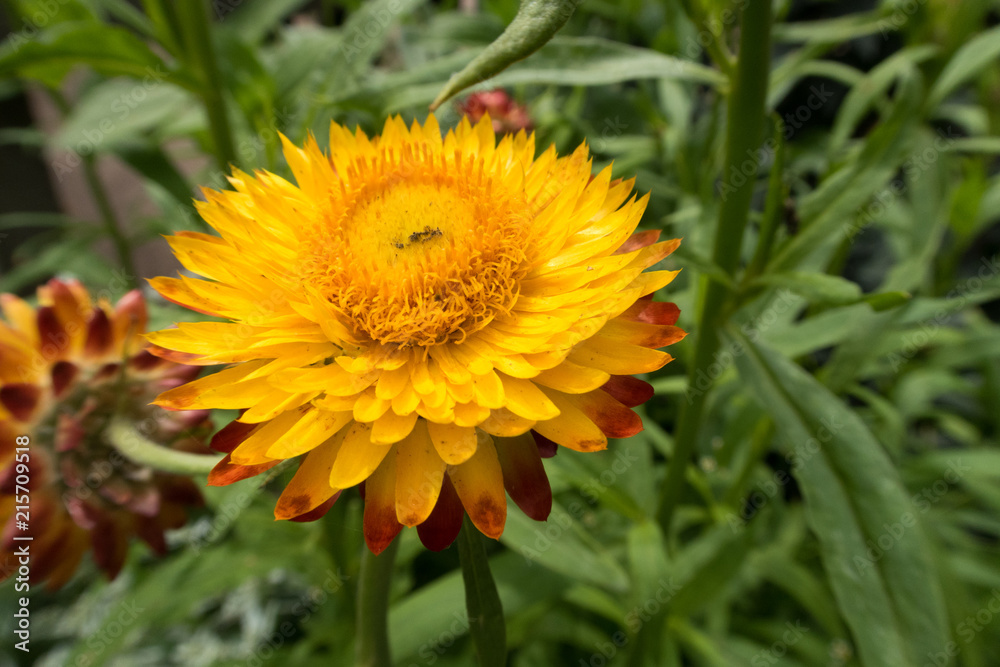 bright colorful summer flowers bright colorful summer flowers