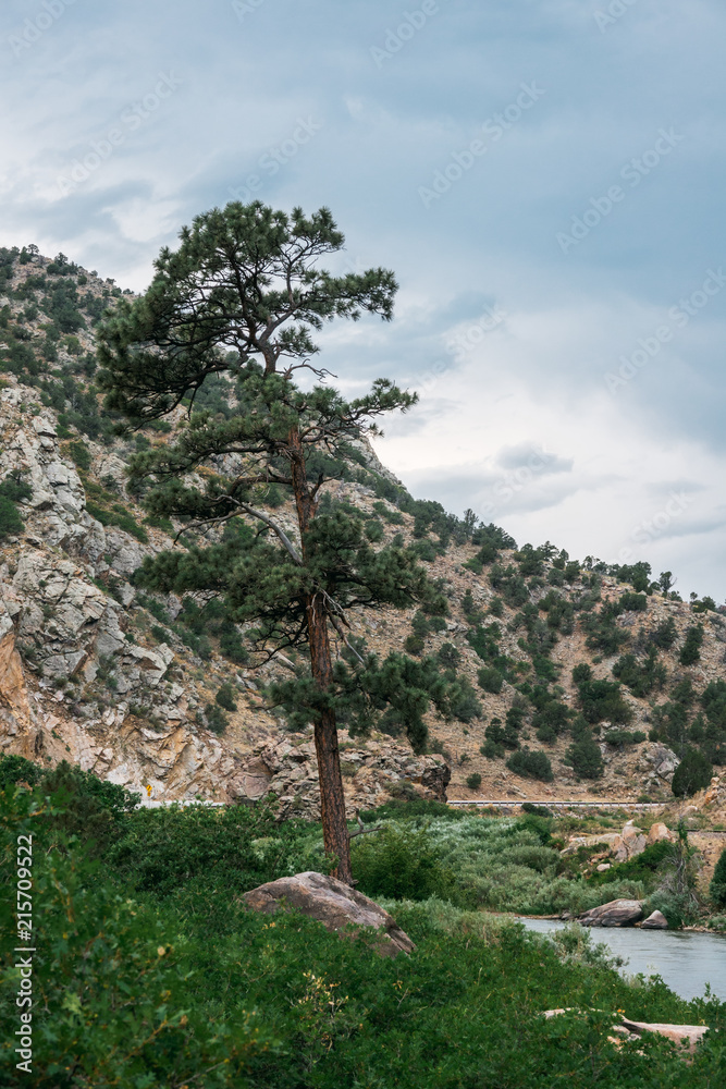 Beautiful pine tree by the river