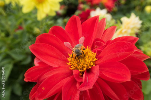 insects on bright colorful summer flowers