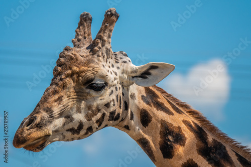 Wall Mural Close up of a giraffe