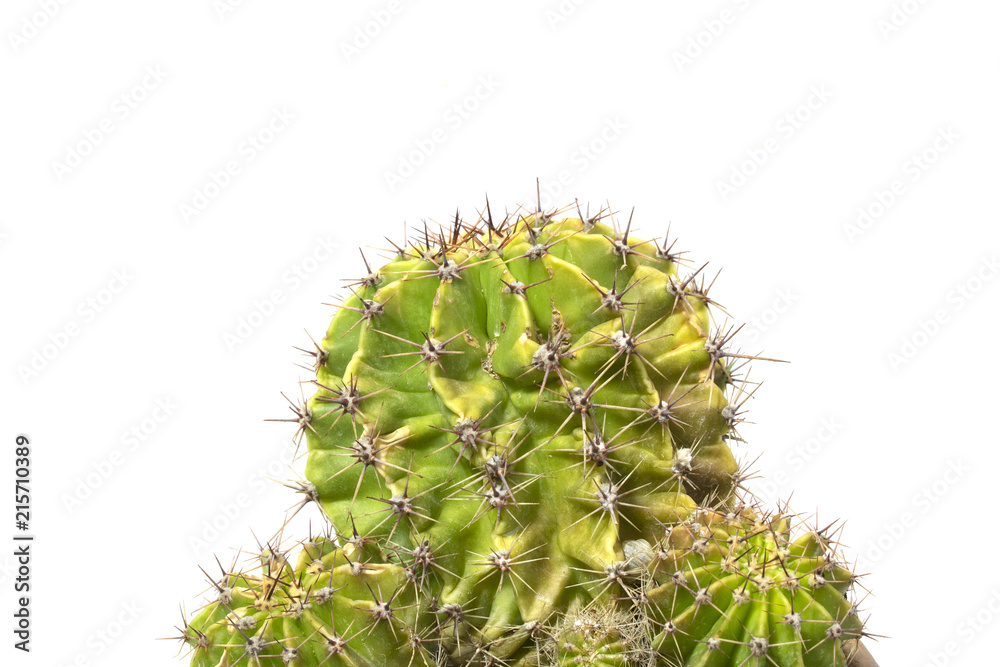 Cactus Succulent Plant Close Up on a White Background