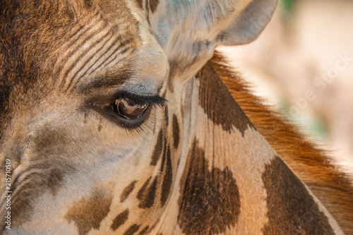 Close up of a giraffe