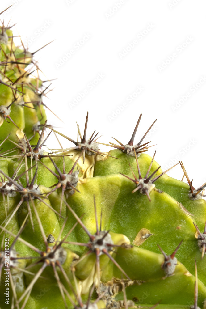 Cactus Succulent Plant Close Up on a White Background Cactus Succulent Plant Close Up on a White Background