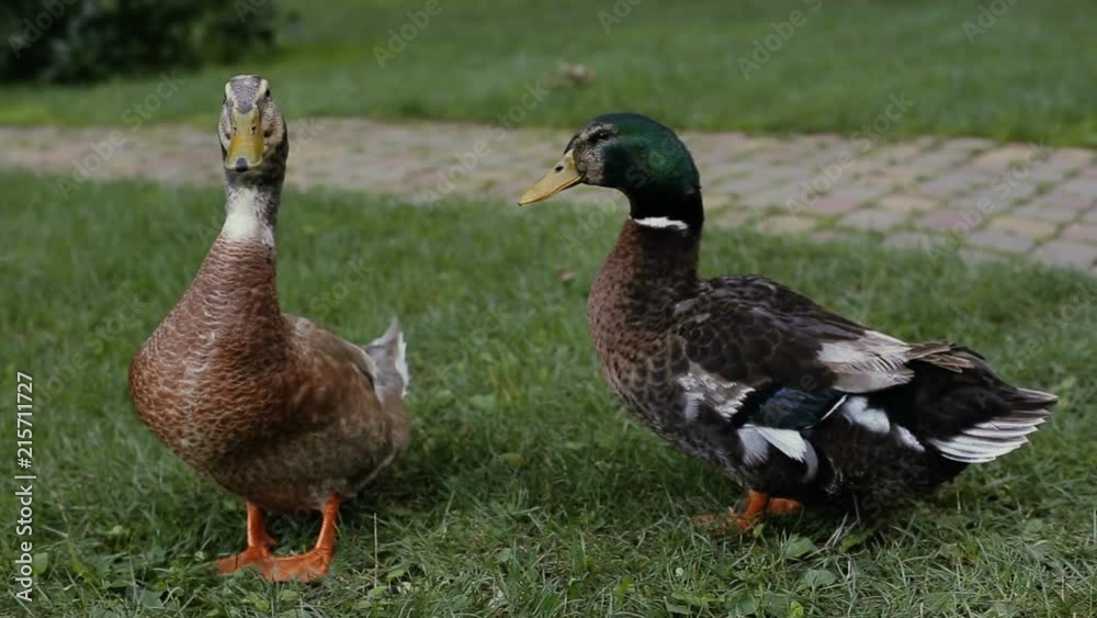 Duck looks to the camera. Drake is cleaning his feather. Duck and drake on a green grass next to a cobblestone pathway in the park. Duck looks to the camera. Drake is cleaning his feather. Duck and drake on a green grass next to a cobblestone pathway in the park.