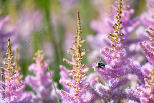 Bee pollinating fuzzy pink flowers in a garden
