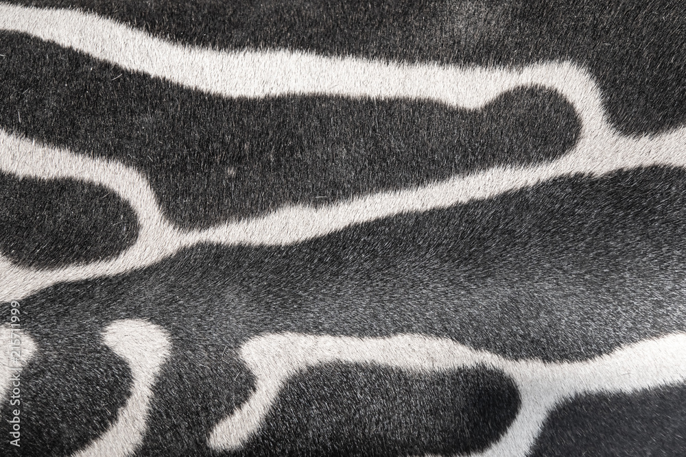 Close up of hide of a zebra Close up of hide of a zebra