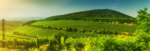 Vineyard in Hungary, panorama view