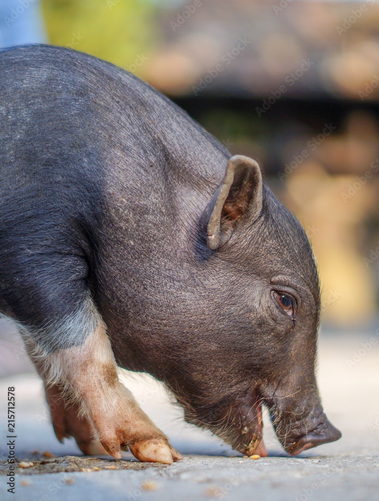 Babyschwein Ferkel beim Fressen in der Lochmühle in Eigeltingen Babyschwein Ferkel beim Fressen in der Lochmühle in Eigeltingen