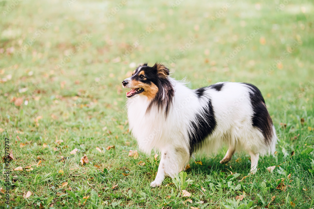 portrait of  dog puppy  Shetland Sheepdog isitting on grass on nature background. collie  playing