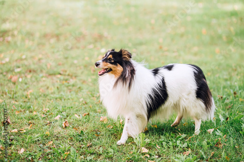 portrait of dog puppy Shetland Sheepdog isitting on grass on nature background. collie playing