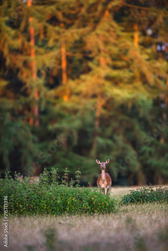 Fototapeta Naklejka Na Ścianę i Meble -  Female fallow deer (dama dama) standing in a meadow at sunrise.