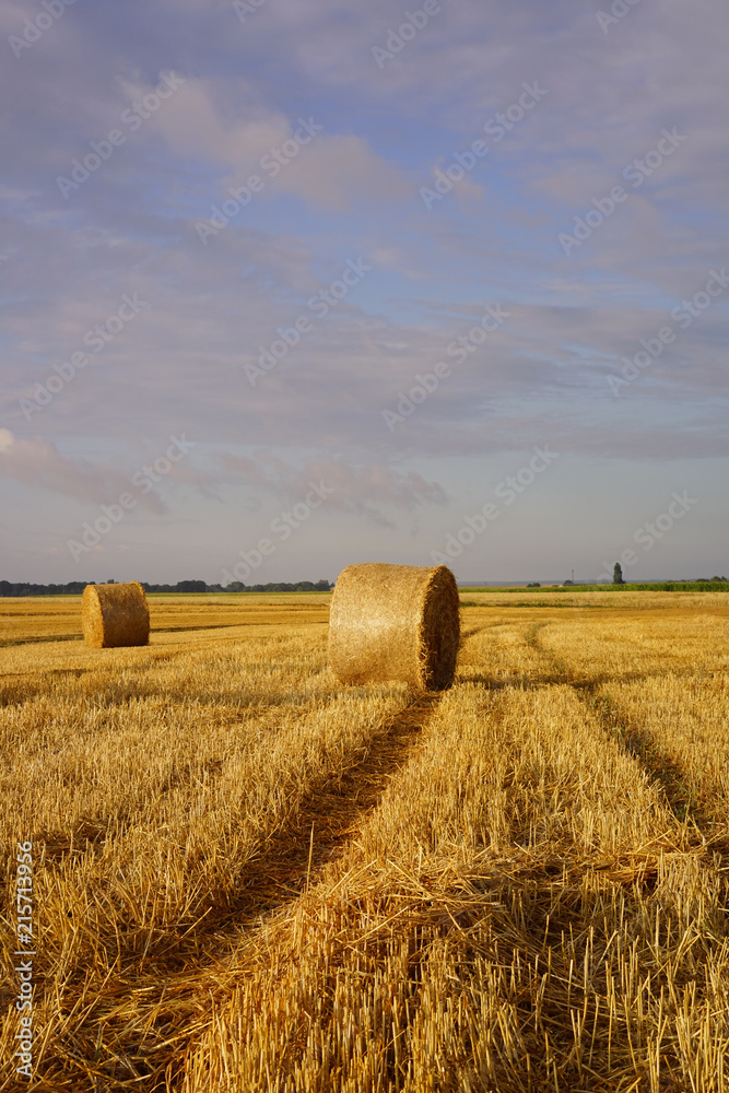 Fototapeta premium Paysage Campagne 339