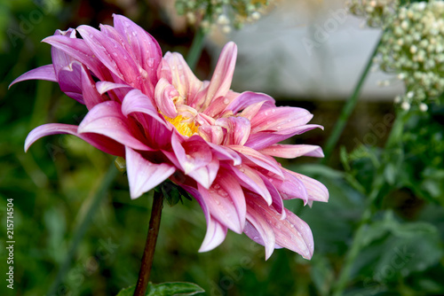 Fototapeta Naklejka Na Ścianę i Meble -  isolated pink dahlia at garden