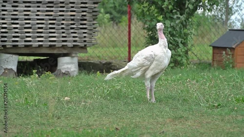 static shot of white turkey standing on farmyard