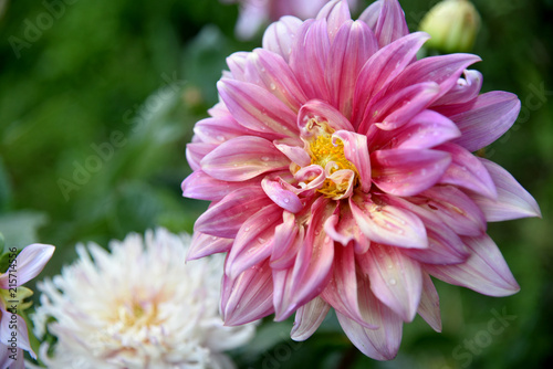 Fototapeta Naklejka Na Ścianę i Meble -  pink dahlias at garden