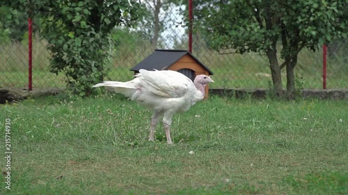 static shot of white turkey standing and swaying wings on farmyard
