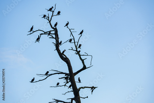 Outline of cormorant birds sitting on branches of an old tree.