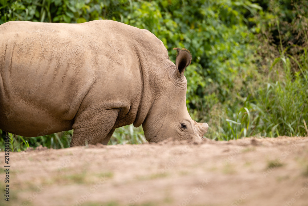 Fototapeta premium Nosorożec