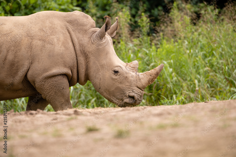 Rhino