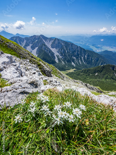 Edelweiss on a meadow on top of Vrtaca mountain with a view Begunjščica mountain in the summer, Slovenia photo